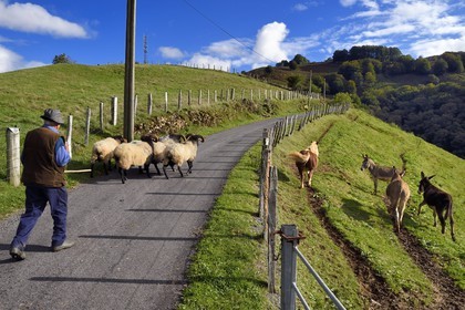 France, Pyrenees Atlantiques, Basque Country, Aldudes valley, Urepel, manech black head sheep