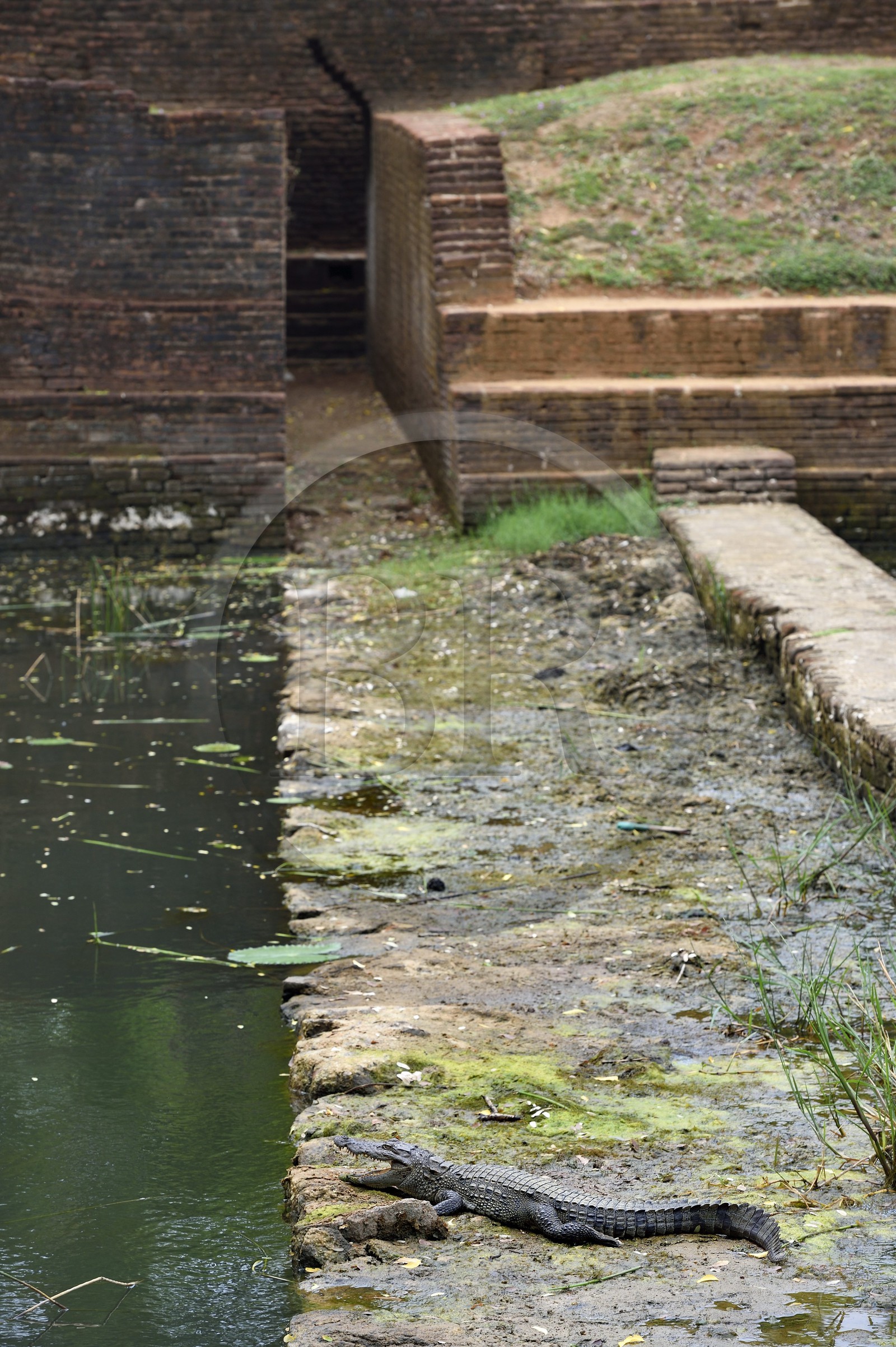 Sri Lanka, province centrale, district de Matale, Sigiriya, ville ancienne de Sigiriya classée patrimoine mondial de l'UNESCO, l'ancien palais forteresse du Rocher du Lion, crocodile en bordure d'un des nombreux bassins des jardins