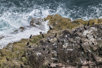 France, Cotes d'Armor, Grand Site de France Cap d'Erquy – Cap Frehel, Plevenon, Cap Fréhel classified Natura 2000, sandstone rock of La Fauconnière where thousands of birds coexist including cormorants