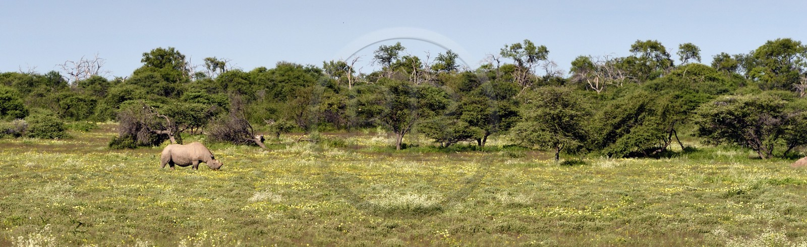 Namibie, région de Oshikoto, Parc National d'Etosha, rhinocéros noir (Diceros bicornis) aux deux cornes coupées pour lutter contre le braconnage