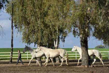 Spain, Andalusia, Seville Province, Utrera, the Ayala stud farm (Yeguada Ayala), Andalusian horse also known as the Pure Spanish Horse or PRE (Pura Raza Espanola)