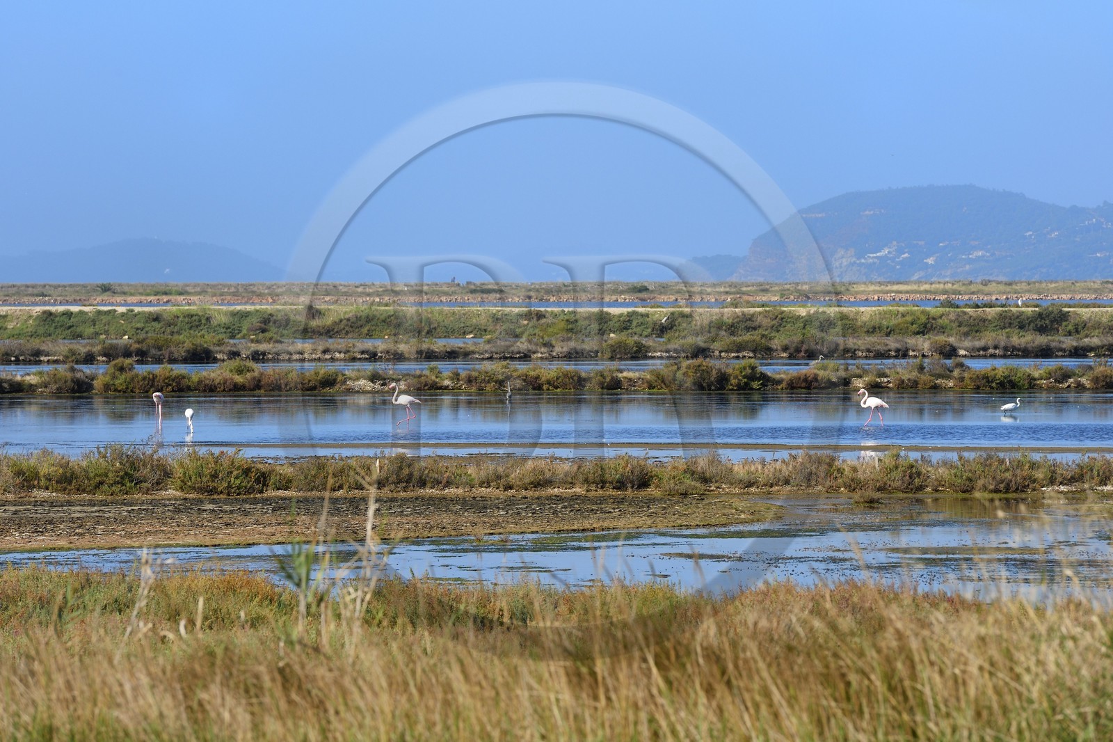 France, Var, Hyeres, Etang des Pesquiers, flamingos in the former saline