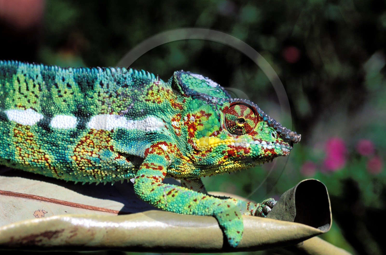 France, Réunion island (French overseas department), male chameleon