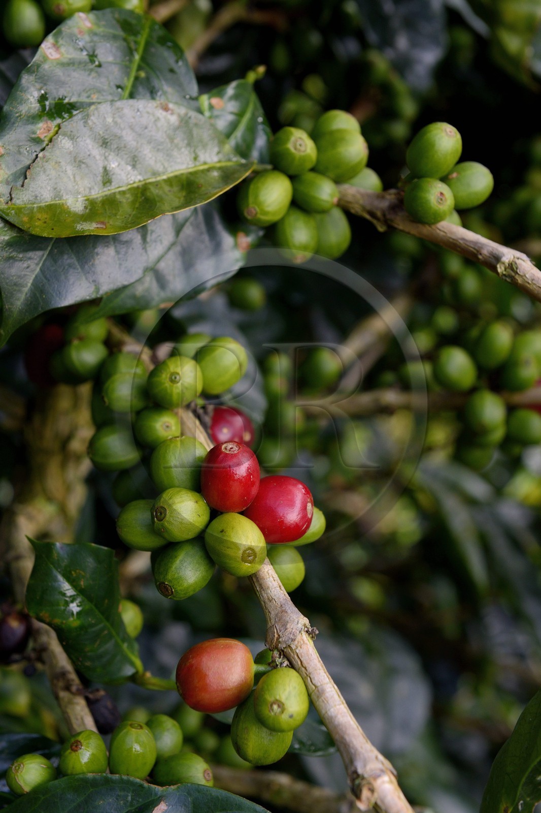 Panama, province de Chiriqui, Boquete, plantation de café Finca Lerida, graines de café de la variété catuai