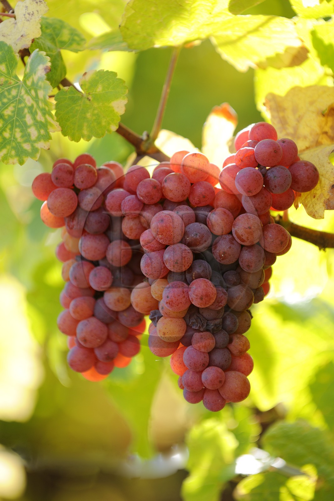 France, Bas Rhin, the vineyard at the foot of Castle Ortenbourg