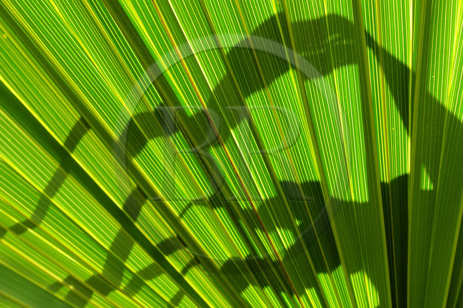 France, Reunion island (French overseas department), Petite Ile, tropical garden, palm tree