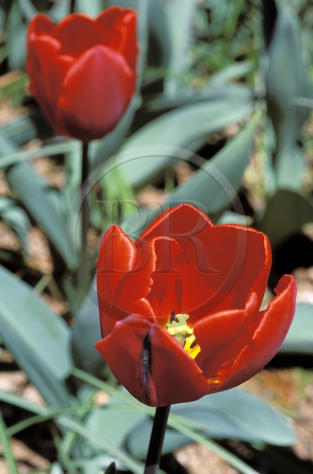 France, des tulipes rouges