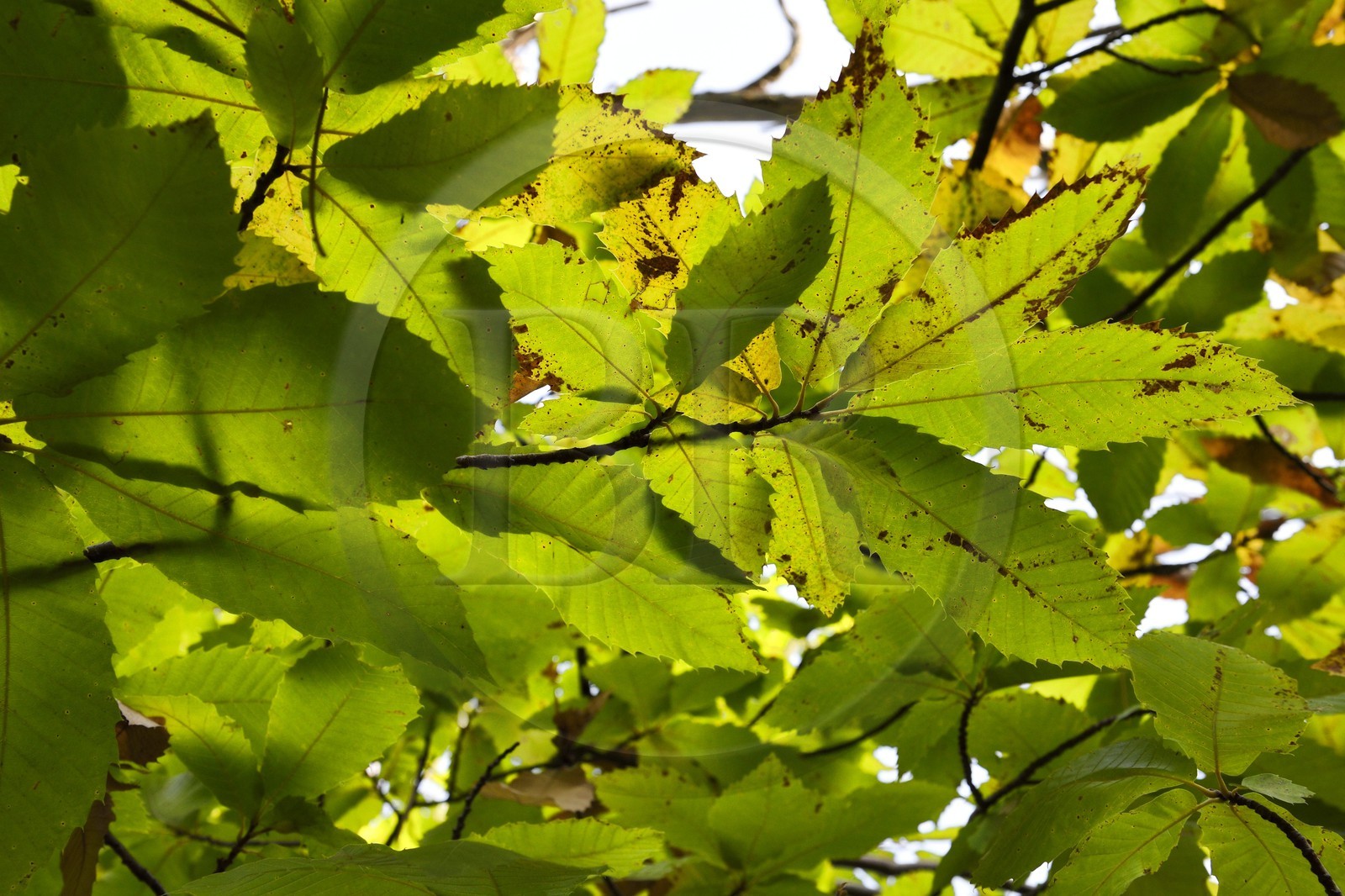 France, Var (83), Massif des Maures, Collobrières, feuille de châtaignier