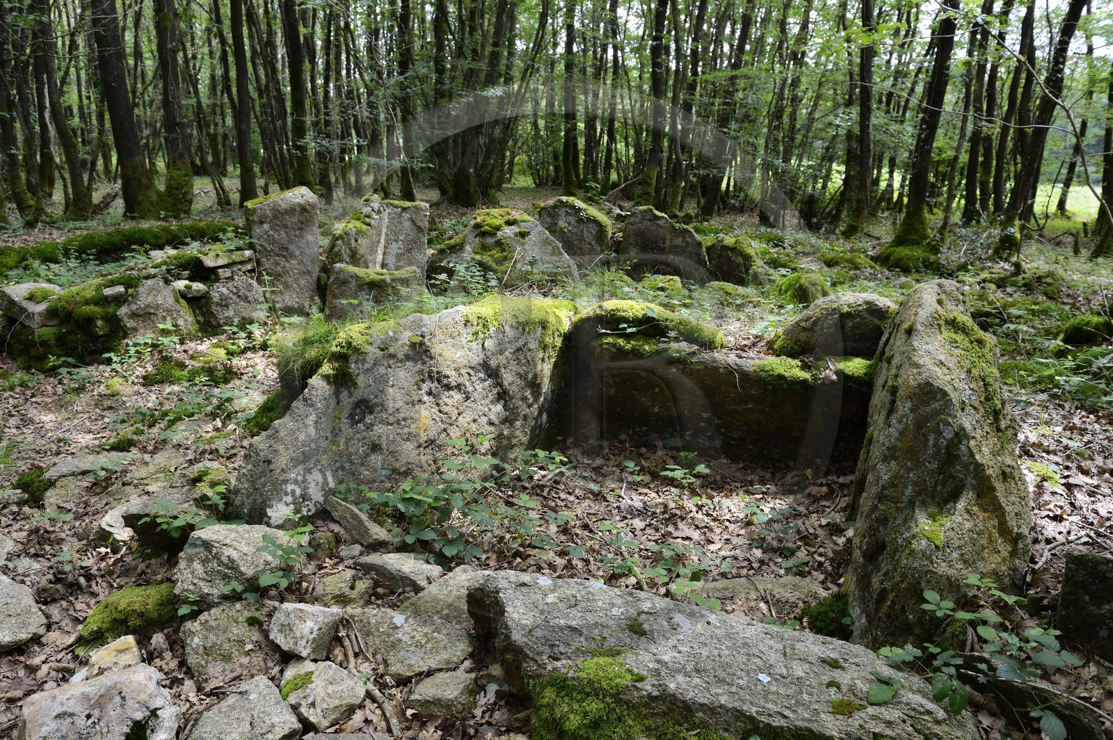 France, Morbihan (56), Trédion, forêt de Coëby, dolmen à couloir, site mégalithique découvert par l'archéologue Philippe Gouezin