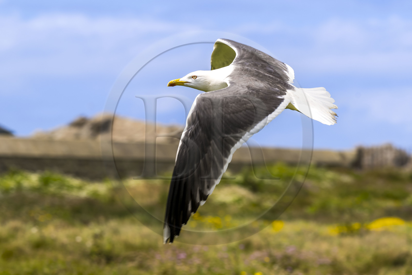 France, Finistère, Abers Country (Pays des Abers), Ile Vierge (Virgin Island) in the Lilia archipelago, sea gull