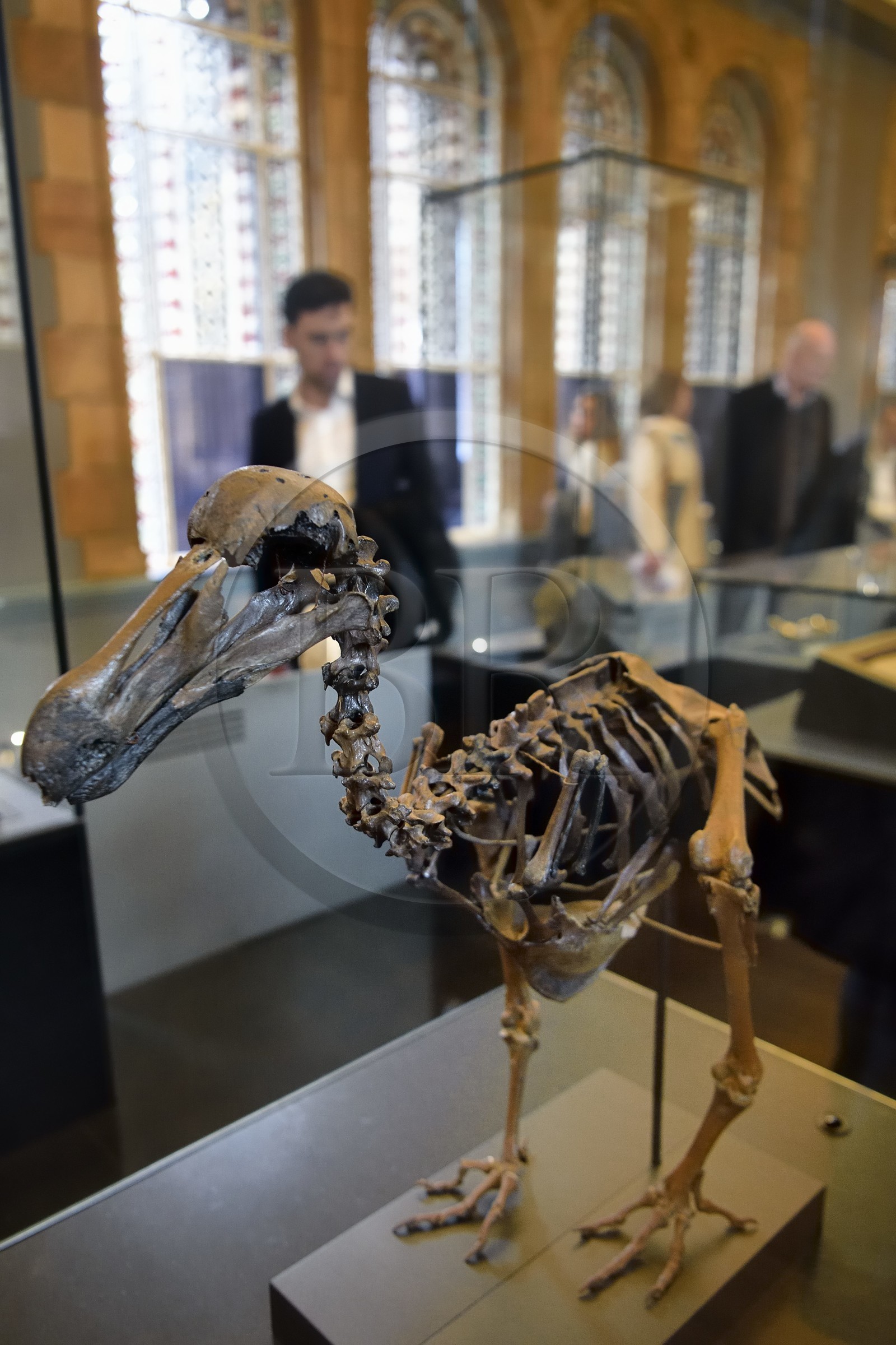 Royaume-Uni, Londres, Kensington, musée d’histoire naturelle (Natural History Museum), Dodo Bird skeleton