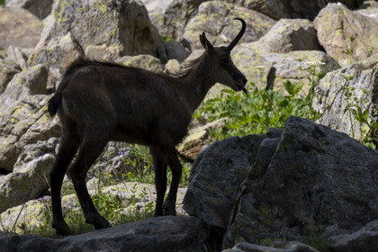 France, Alpes-Maritimes (06), parc national du Mercantour, Haute-Vésubie, Saint-Martin-Vésubie, Val du Haut Boréon, chamois (Rupicapra rupicapra) au lac des Sagnes vers le refuge de Cougourde