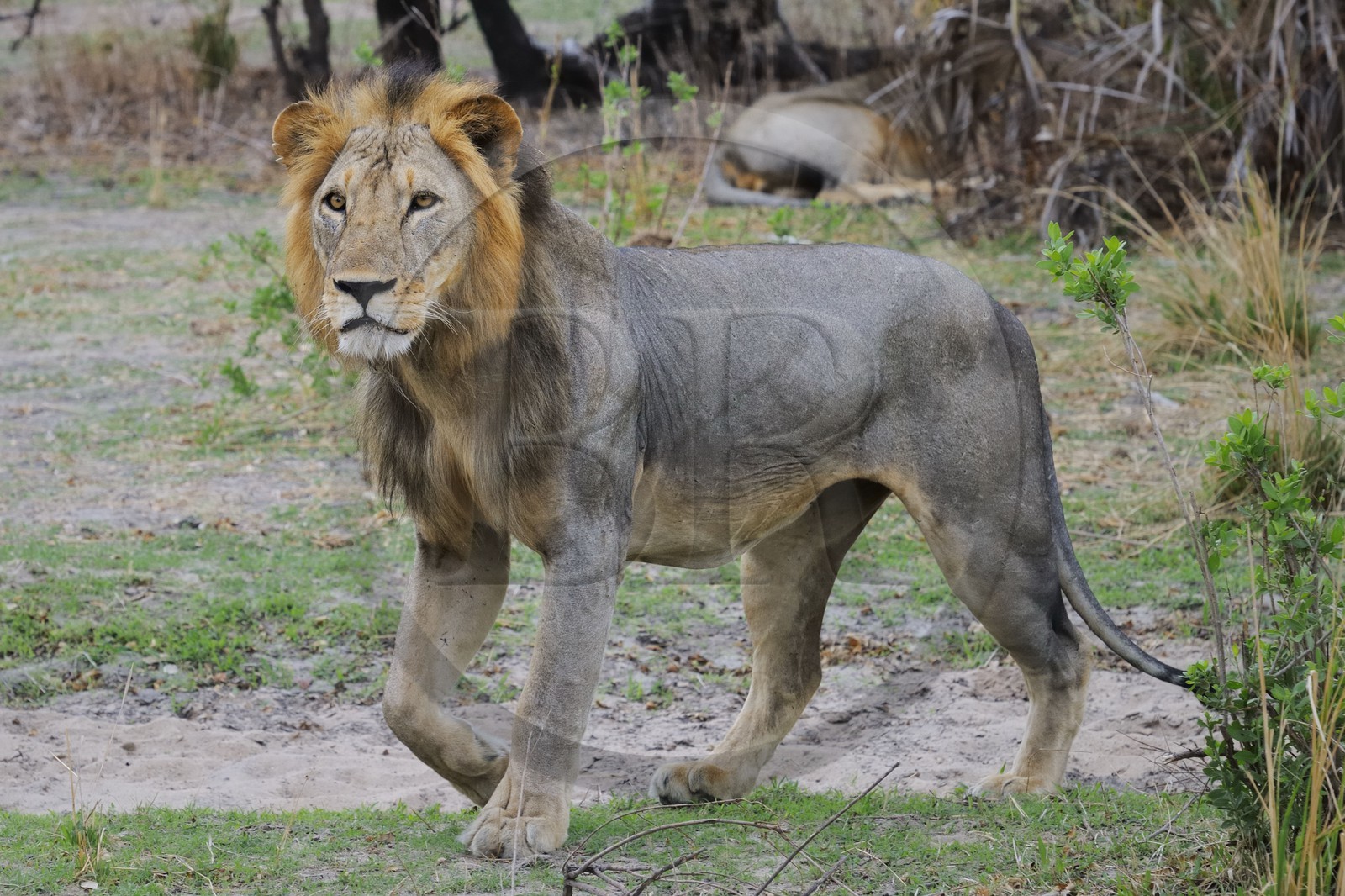 Tanzanie, Reserve de gibier de Selous une des plus grandes zones protégées au monde et inscrite sur la liste du patrimoine mondial de l’Unesco depuis 1982, lion (Panthera leo)