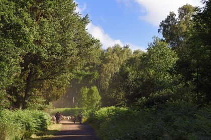 France, Puy-de-Dôme (63), Parc Naturel Régional des Volcans d'Auvergne, Chaine des Puys classée Patrimoine Mondial de l’UNESCO, la bergère Charlotte Hevin avec ses chiens et un troupeau de brebis Rava dans la forêt au pied du volcan Puy de Dôme
