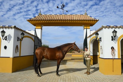 Spain, Andalusia, Seville Province, Utrera, the Ayala stud farm (Yeguada Ayala), Andalusian horse also known as the Pure Spanish Horse or PRE (Pura Raza Espanola)
