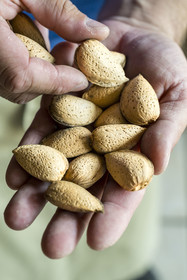 France, Vaucluse (84), Saint Didier, paysans nougatiers, Frères Silvain, amandes en coque au creux d'une main