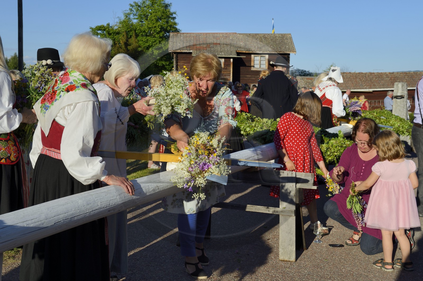 Suède, comté de Dalécarlie, région de Leksand, célébrations du solstice d'été dans le petit hameau de Hjulbäck, préparation de l'arbre de mai