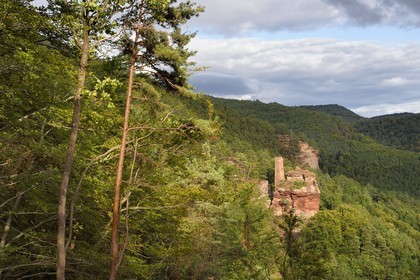 France, Bas-Rhin (67), Parc naturel régional des Vosges du Nord, Obersteinbach, foret domaniale de Steinbach, les ruines du chateau du Petit-Arnsberg perché sur un rocher de grès