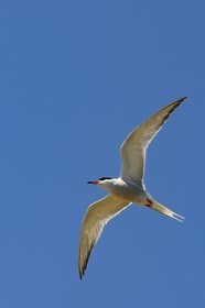 France, Finistere, La Foret Fouesnant, Glenan islands, Ile aux Moutons home to a colony of terns at the nesting period