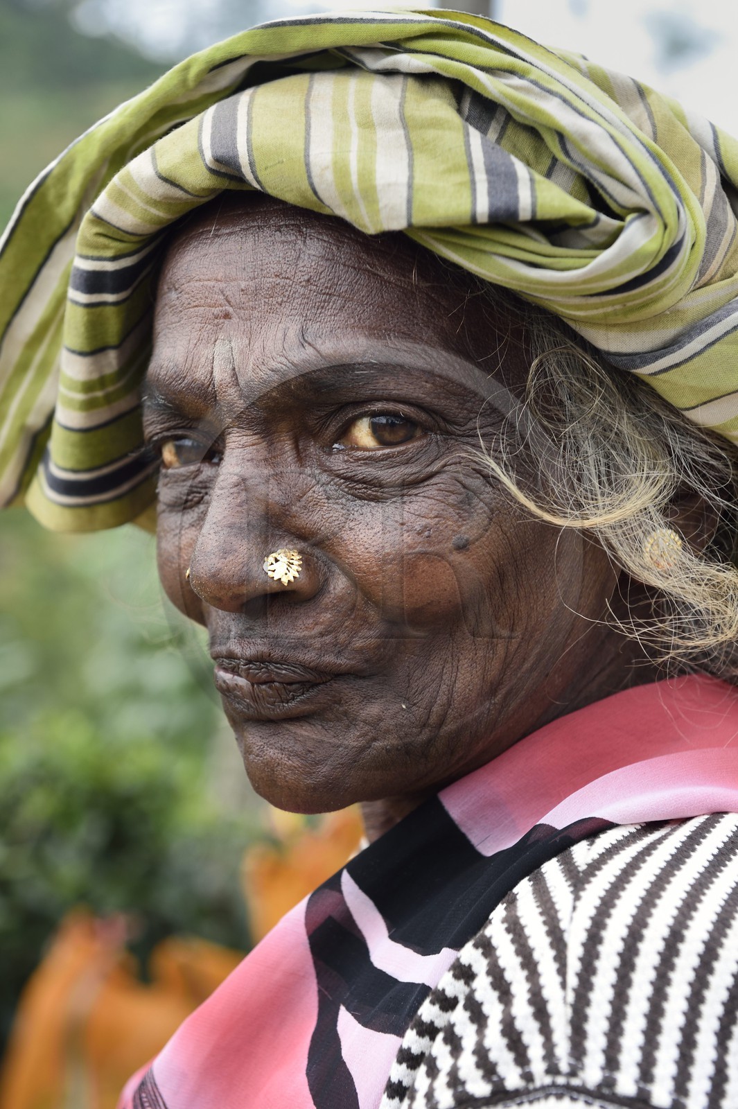 Sri Lanka, center province, Dalhousie, Tamil woman picking tea leaves in a tea plantation