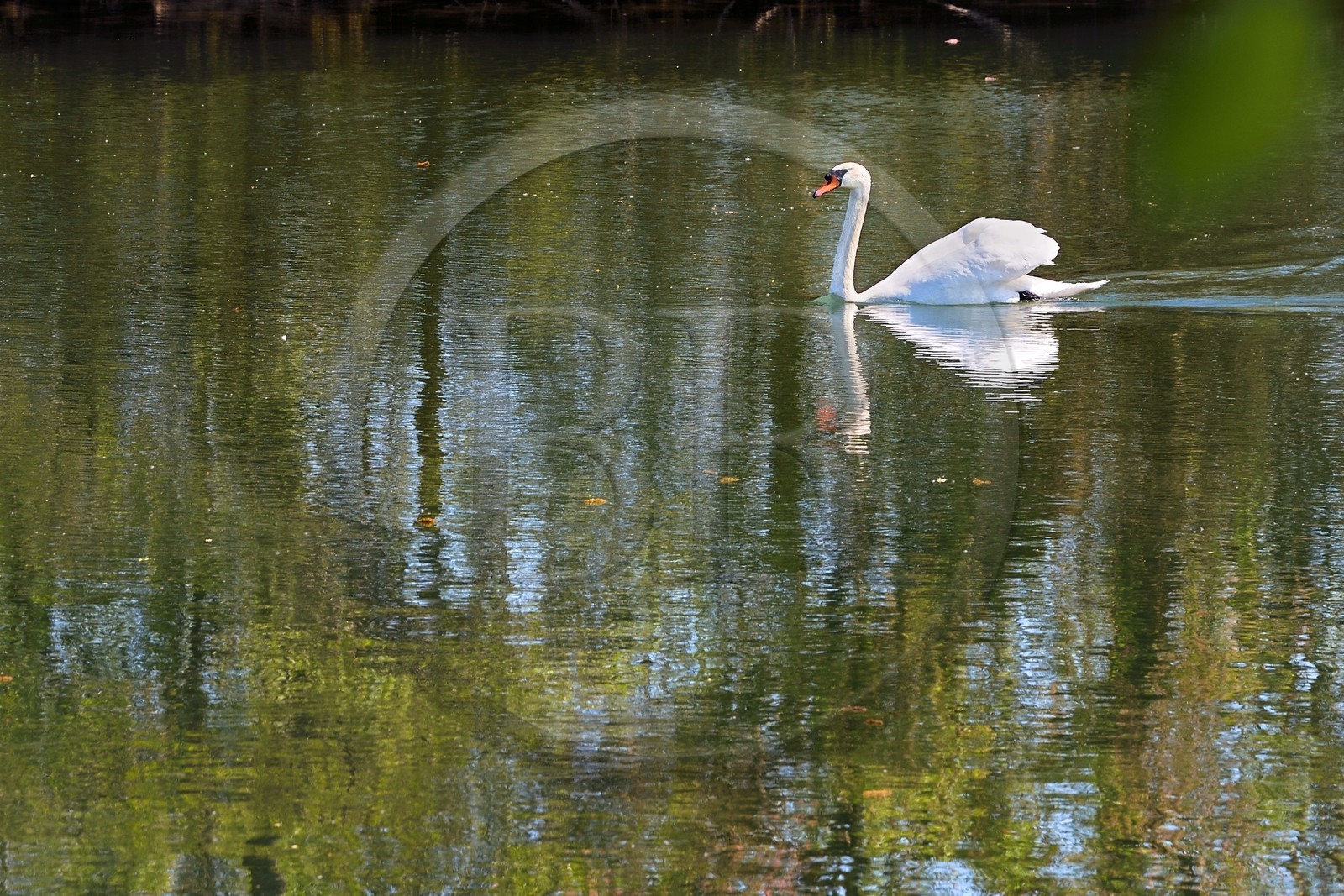 France, Charente, Saint-Yrieix-sur-Charente, swan on the Charente
