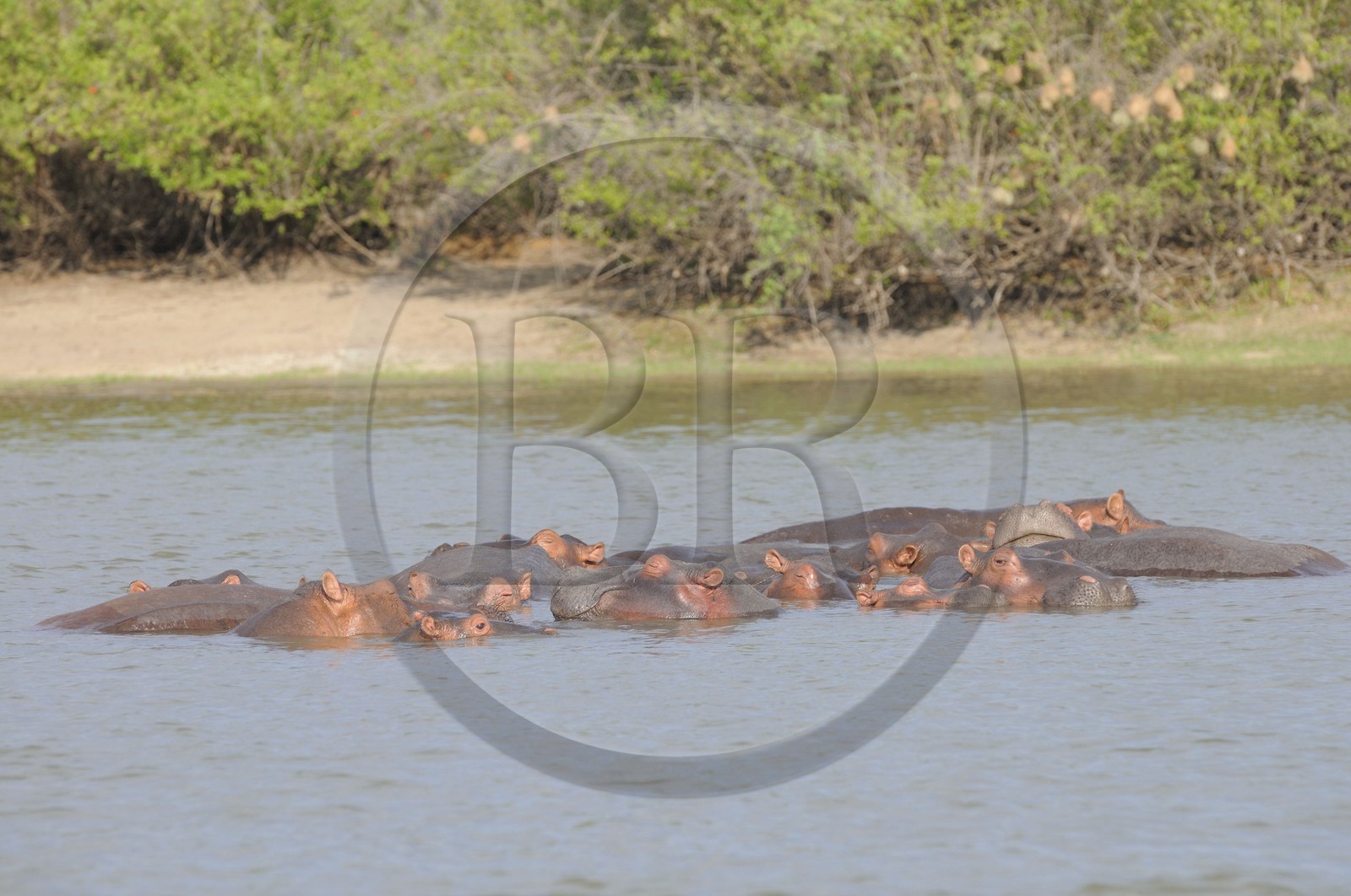 Tanzanie, Reserve de gibier de Selous une des plus grandes zones protégées au monde et inscrite sur la liste du patrimoine mondial de l’Unesco depuis 1982, hippopotames sur le lac Nzerakera formé par la rivière Rufiji