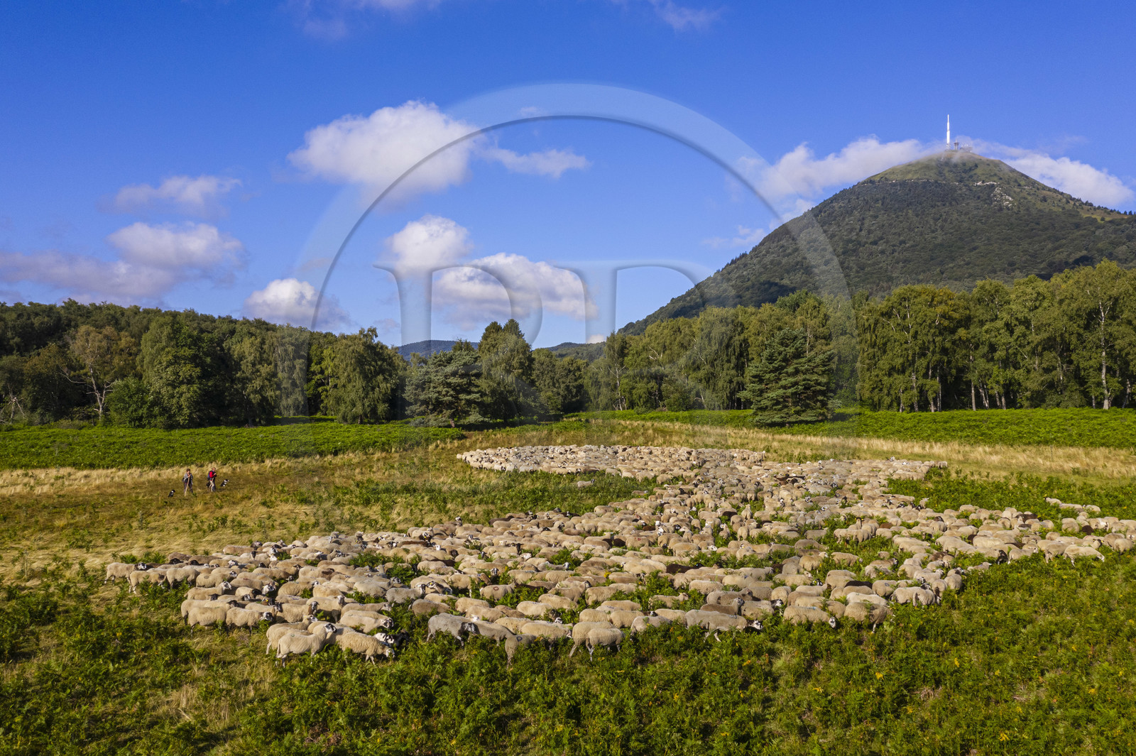 France, Puy-de-Dôme (63), Parc Naturel Régional des Volcans d'Auvergne, Chaine des Puys classée Patrimoine Mondial de l’UNESCO, les deux bergères Ostiane Vuillermoz et Charlotte Hevin gardant un troupeau de brebis Rava au pied du volcan Puy de Dôme (vue aérienne)