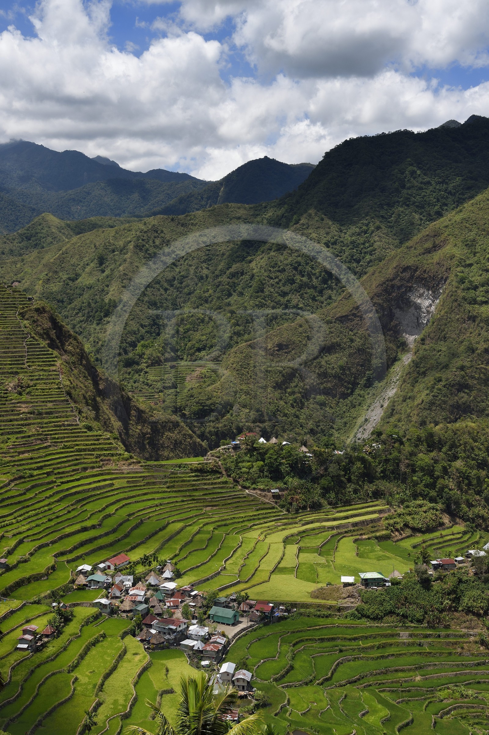 Philippines, province d'Ifugao, les rizières en terrasses de Banaue autour du village de Batad, classées Patrimoine Mondial de l'UNESCO, alimentées par un ancien système d'irrigation depuis la forêt tropicale au-dessus des terrasses