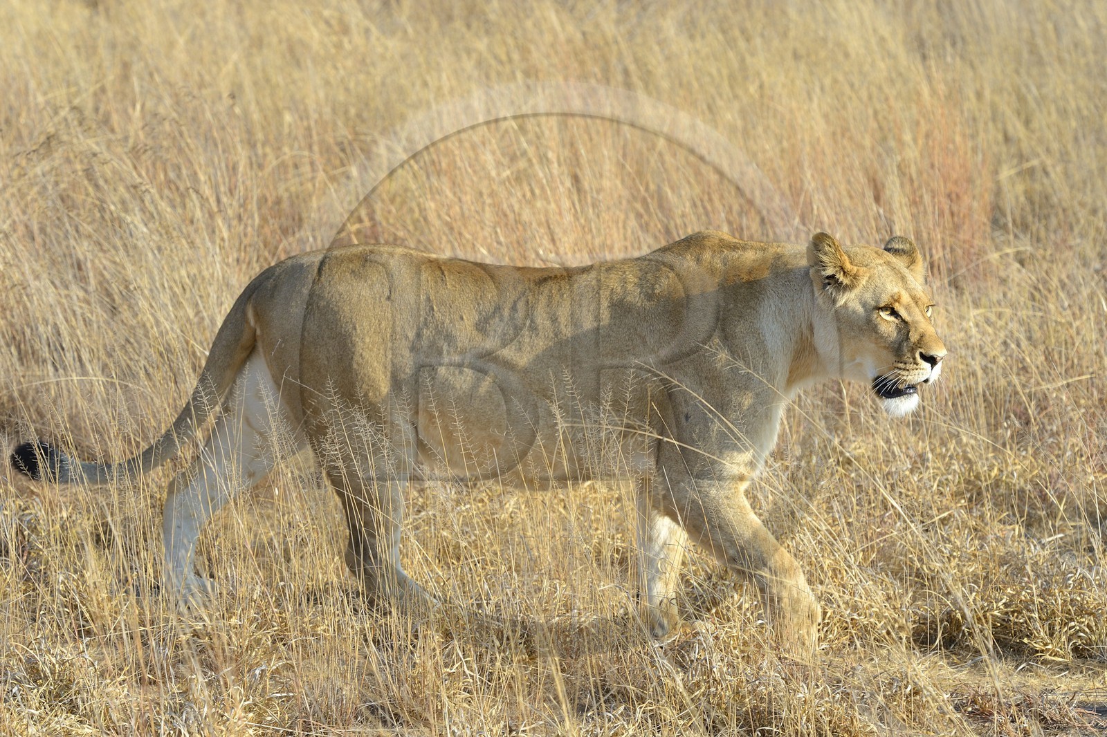 Zimbabwe, province des Midlands, Gweru, Antelope Park qui abrite ALERT (African Lion and Environmental Research Trust), Zone 2, une des quatre jeunes lionnes (panthera leo) qui sera relachée en clan dans un parc national pour le repeupler