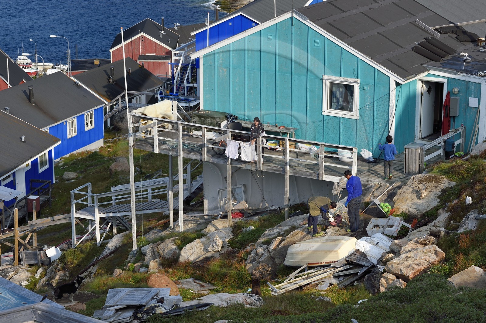 Groenland, cote ouest, baie de Baffin, Upernavik, chasseurs dépecant une tête de morse, la peau d'un ours polaire entrain de secher en arrière plan
