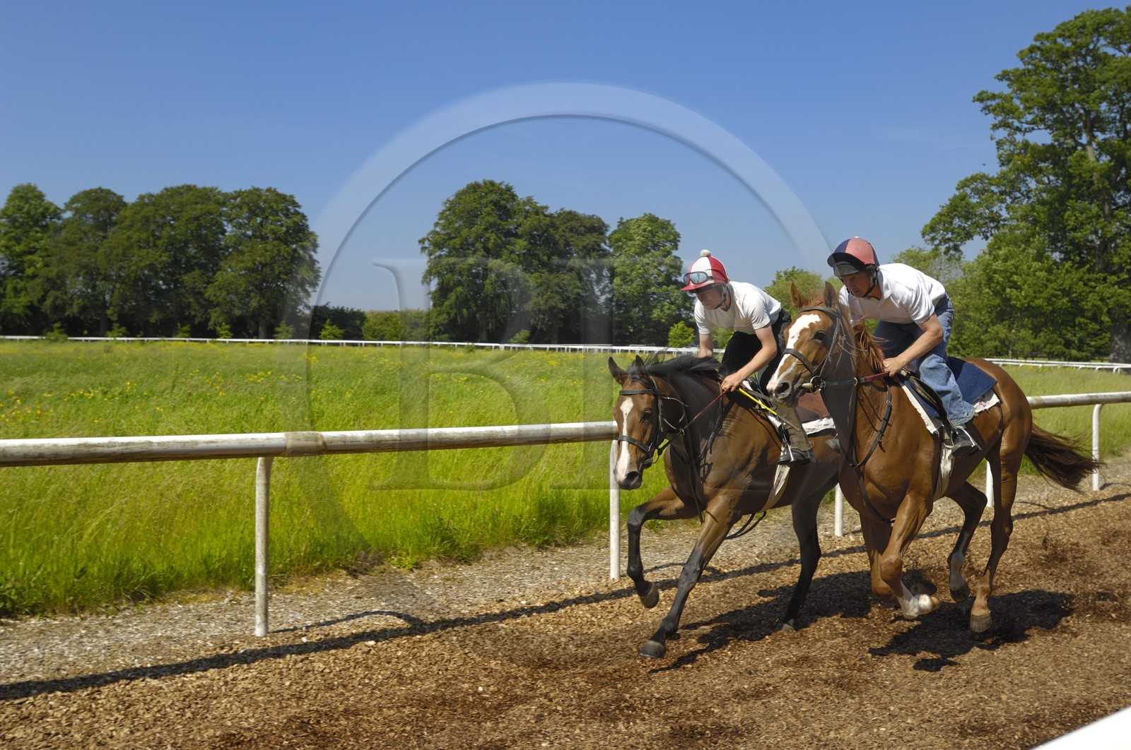 Republic of Ireland, County Kildare, Maynooth, Moyglare Stud, horse training