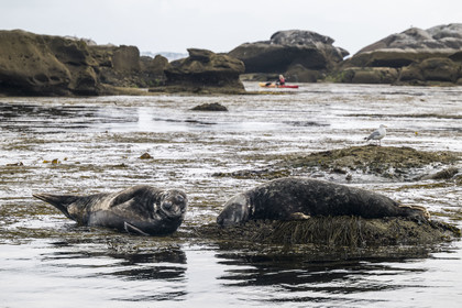 France, Finistère, Penmarch, Étocs archipelago, kayak trip from the Guilvinec Nautical Center to discover the gray seal (halichoerus grypus) in the rocks at low tide