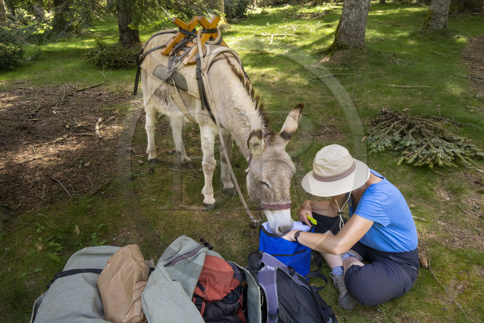 France, Lozère (48), Luc, randonnée dans la foret de la Gardille avec un âne sur le chemin de Stevenson (GR 70), l'âne Anatole curieux du pique-nique de la randonneuse