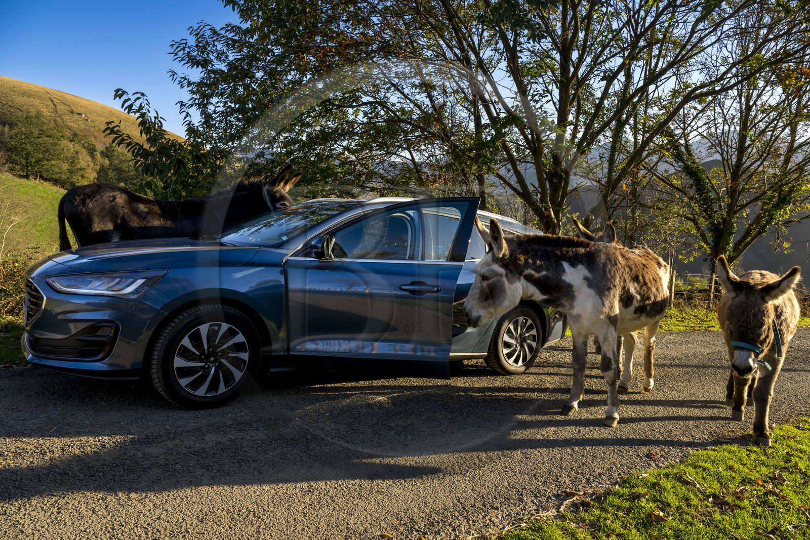 France, Pyrénées-Atlantiques (64), Pays-Basque, la vallée des Aldudes, âne
