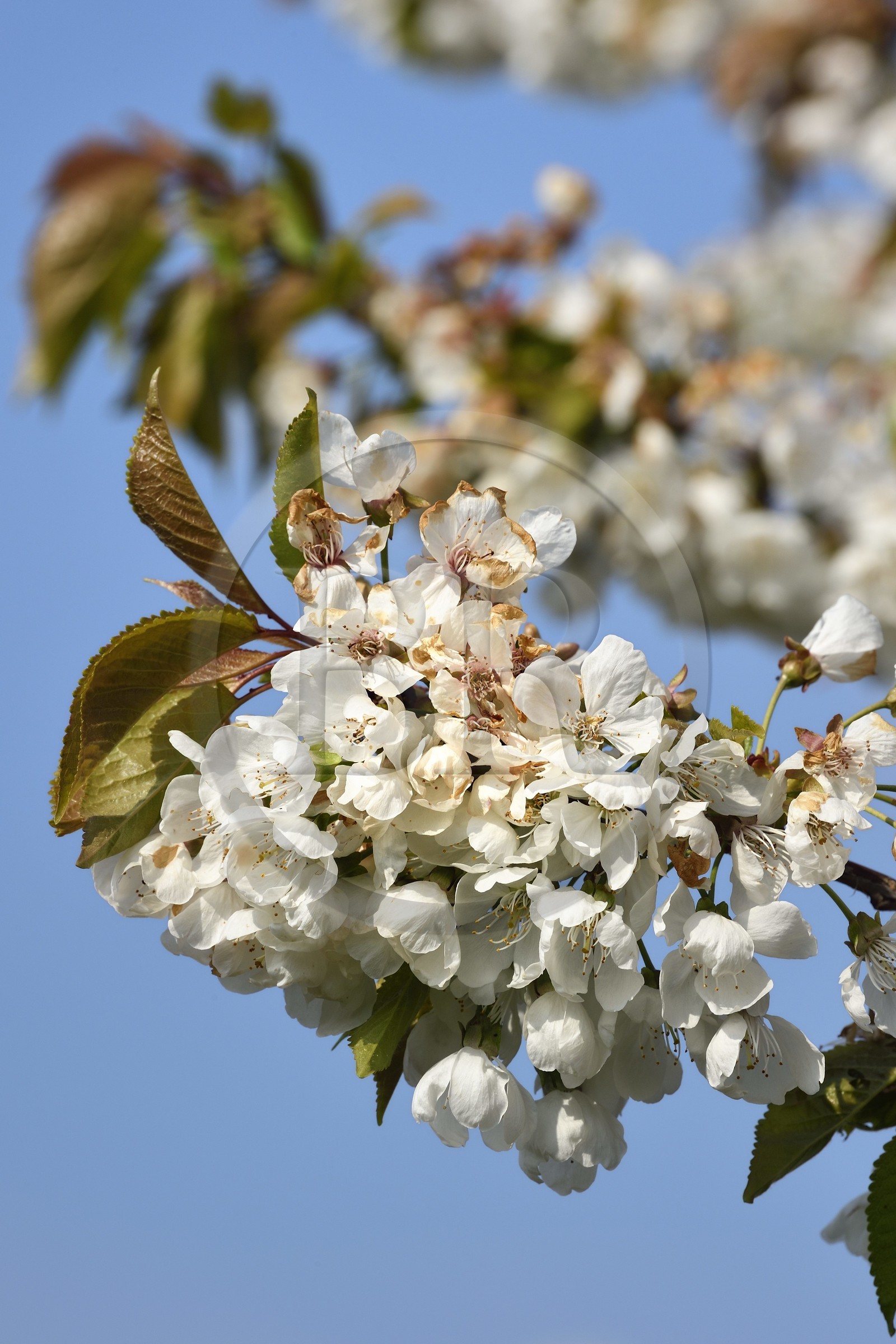 France, Bas-Rhin (67), Route des vins d'Alsace, Westhoffen, cerisier en fleurs
