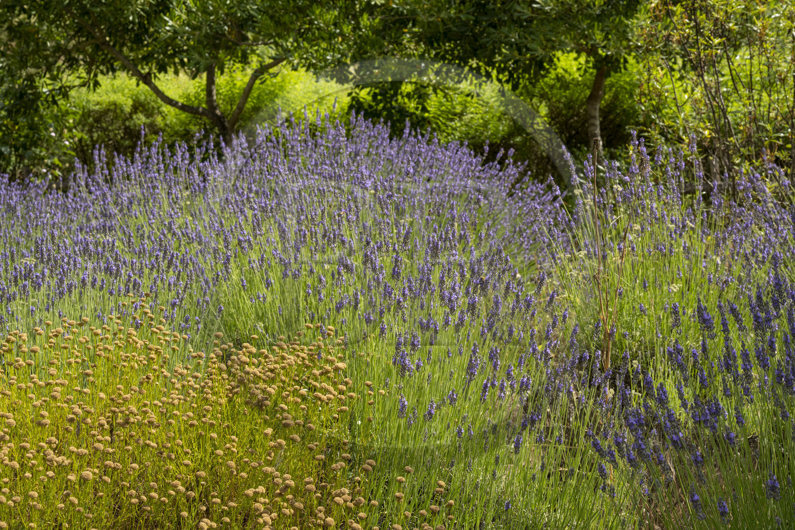 France, Alpes-Maritimes, Mouans-Sartoux, the Gardens of the International Museum of Perfumery (Musée International de la Parfumerie - MIP) invites us to discover a wide variety of fragrant plants