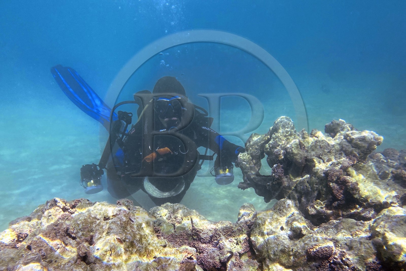 Sultanat d'Oman, gouvernorat de Mascate, réserve naturelle des Iles Daymaniyat, la photographe-plongeuse Maisa Al Hooti dans le récif corallien