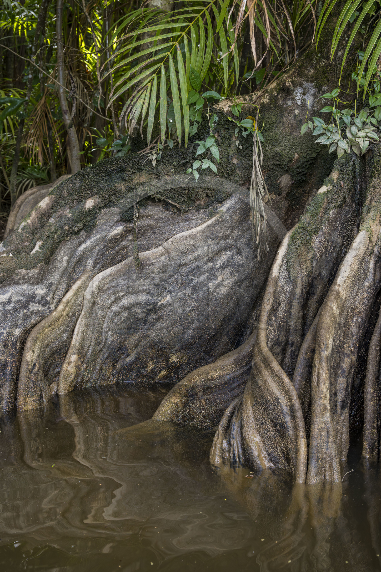France, Guyane, Kourou, camp Maripas dans la forêt tropicale, Pterocarpus officinalis aux grands contreforts ondulés ou moutouchi-marécage en créole guyanais dans une crique, petite rivière, affluent du fleuve Kourou