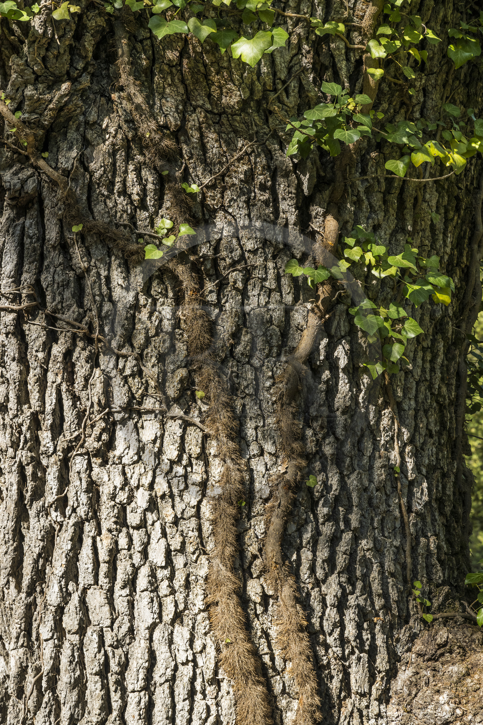 France, Var (83), Provence Verte, Bras, Académie du Bain de Forêt Provençale, forêt du domaine Le Peyrourier - une campagne en Provence
