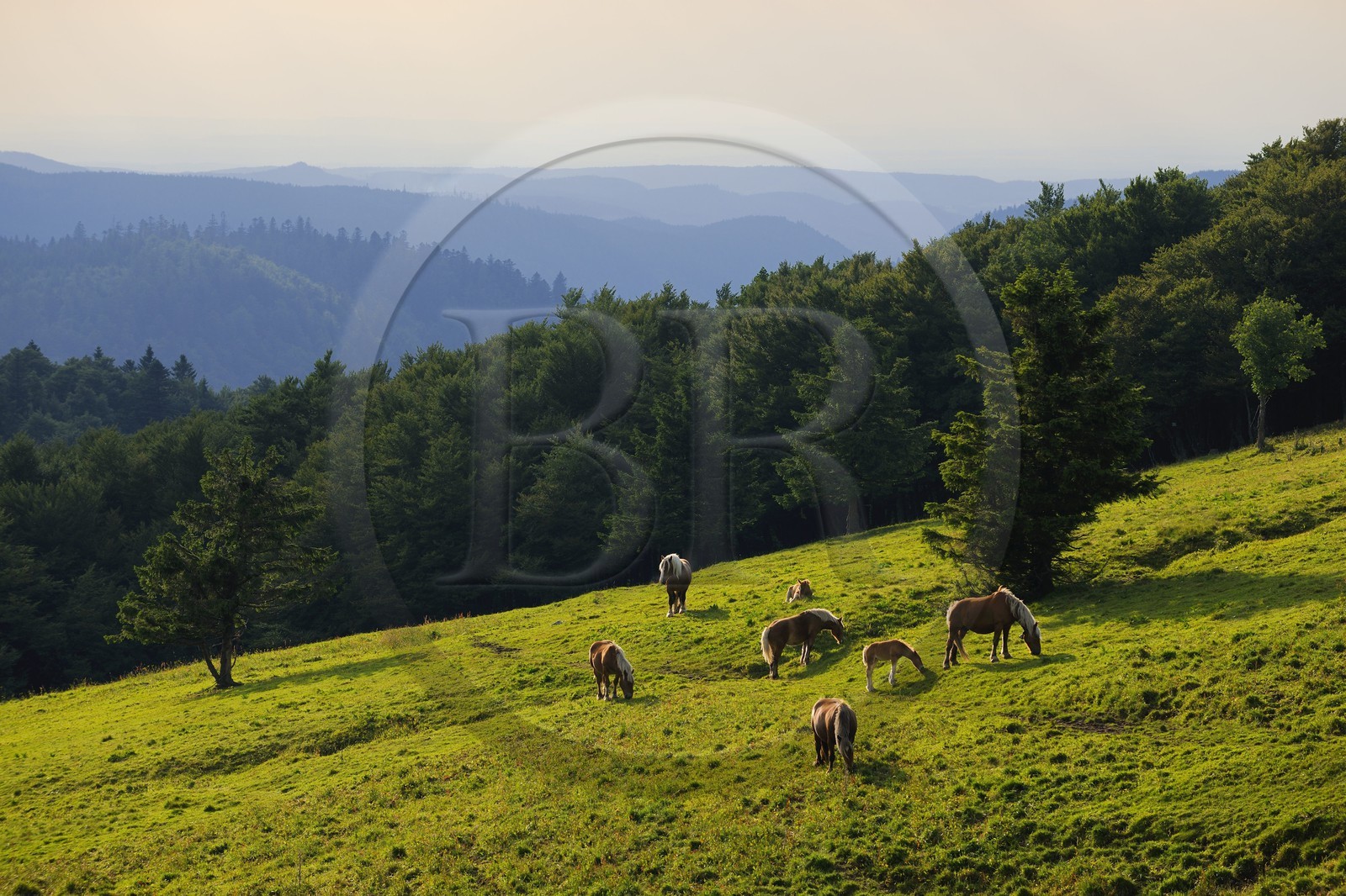 France, Vosges (88), la route des Crêtes, chevaux aux paturages vers le col de la Schlucht
