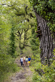 France, Var, Provence Verte (Green Provence), Bras, Academie du Bain de Foret Provencale (Academy of Forest Bathing in Provence), forest of the domaine Le Peyrourier - une campagne en Provence