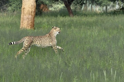 Namibia, Otjiwarongo, Cheetah Conservation Fund, research and education centre, cheetah (Acinonyx jubatus)