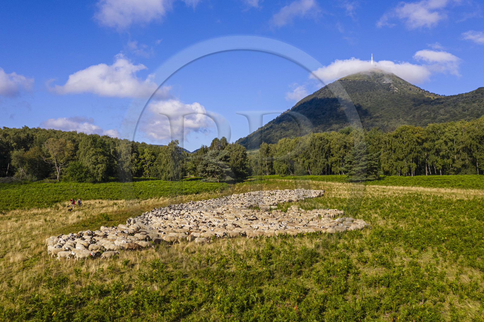 France, Puy-de-Dôme (63), Parc Naturel Régional des Volcans d'Auvergne, Chaine des Puys classée Patrimoine Mondial de l’UNESCO, les deux bergères Ostiane Vuillermoz et Charlotte Hevin gardant un troupeau de brebis Rava au pied du volcan Puy de Dôme (vue aérienne)
