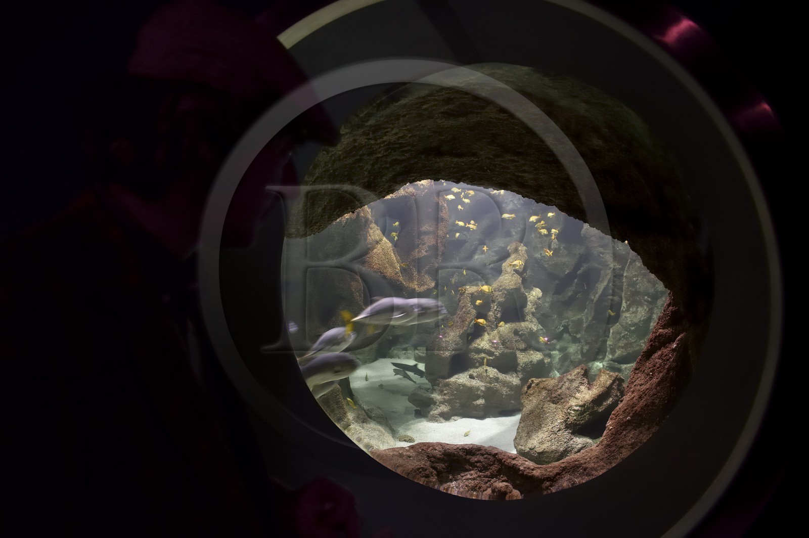 France, Charente-Maritime (17), La Rochelle, Aquarium La Rochelle, Mention obligatoire, zone indo-pacifique, un des multiples hublots du bassin au requins