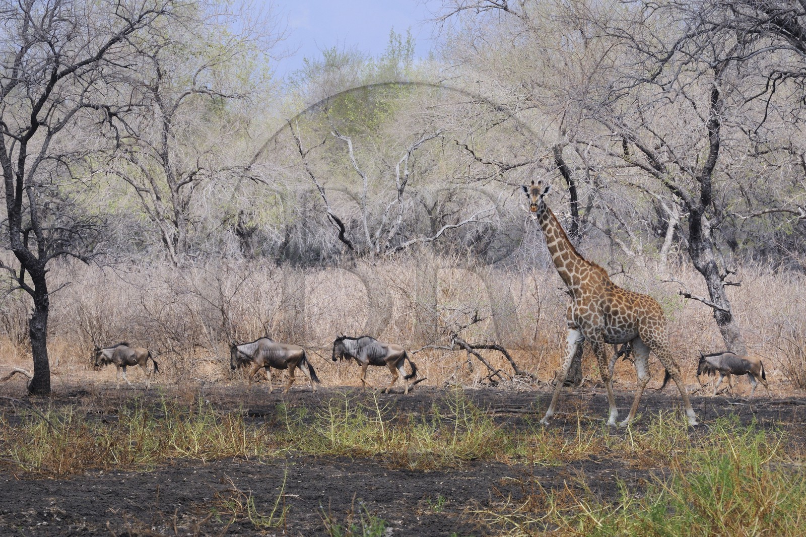 Tanzanie, Reserve de gibier de Selous une des plus grandes zones protégées au monde et inscrite sur la liste du patrimoine mondial de l’Unesco depuis 1982, girafe (Giraffa camelopardalis) et troupeau de gnous