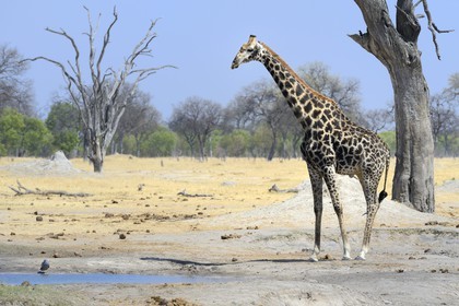 Zimbabwe, province de Matabeleland septentrional, parc national Hwange, une girafe (Giraffa camelopardalis) en train de boire au point d'eau