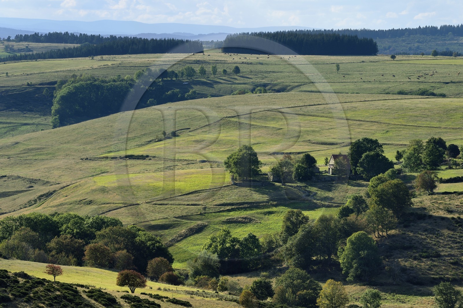 France, Ardèche (07), plateau de prairies entre le Lac-d'Issarlès et Le Béage