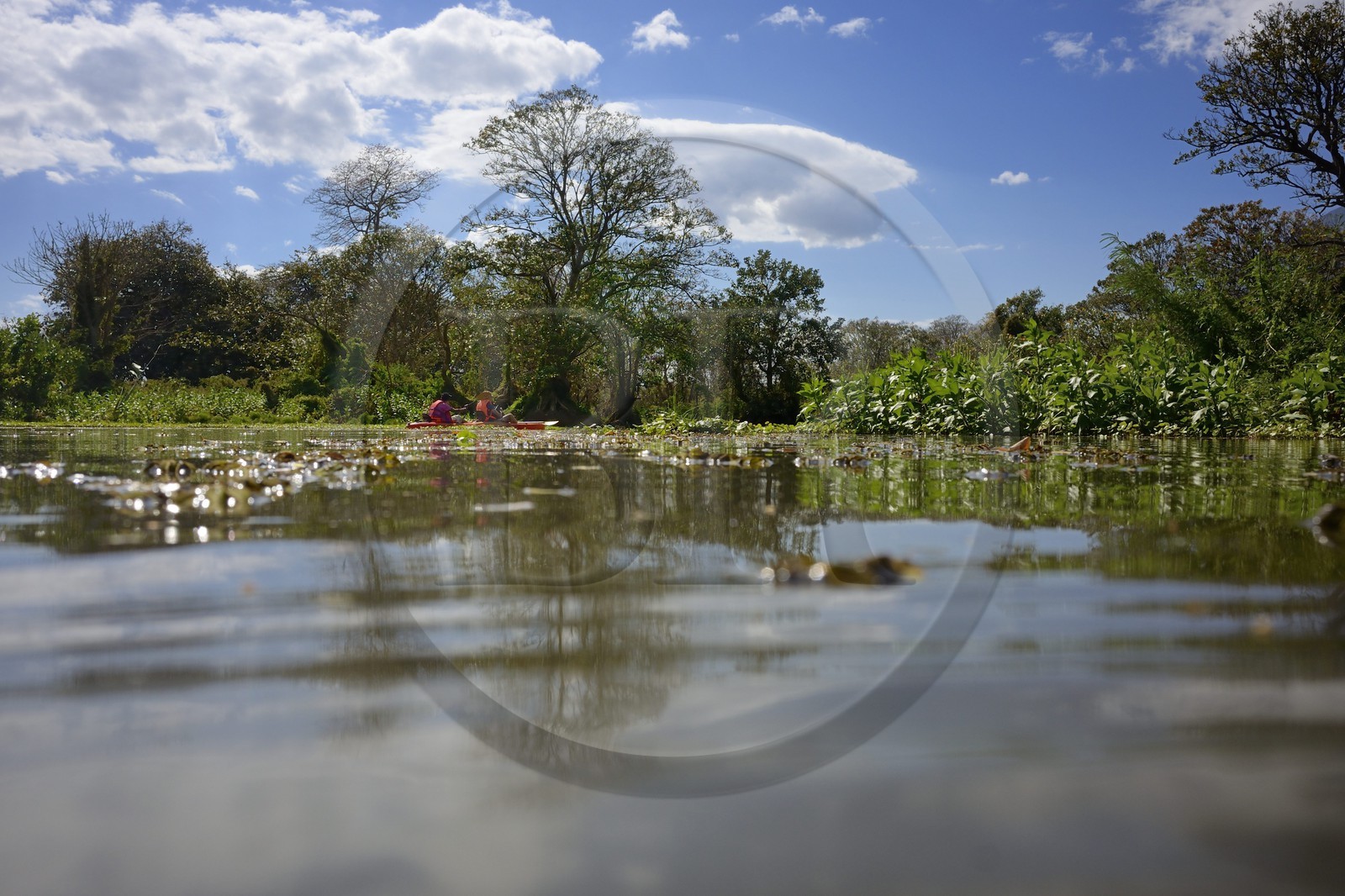 Nicaragua, Ometepe Island World Biosphere Reserve in Lake Nicaragua, kayak exploration of the marshes along the Rio Istian
