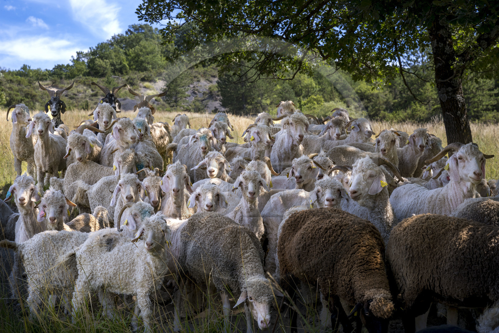 France, Drôme (26), parc naturel régional des Baronnies provençales, Saint-Sauveur-Gouvernet, ferme Mohair du Moulin dans la vallée de l’Ennuye, élevage de chèvres angora