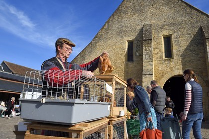 France, Calvados (14), Pays d'Auge, Saint-Pierre-sur-Dives, jour de marché devant les halles du XIe siècle reconstruites au XVe siècle, l'éleveur Pierre-Alain vends ses lapins vivants